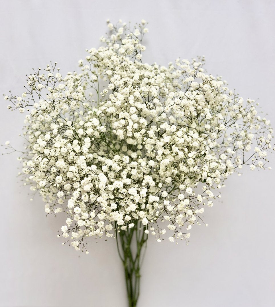 White gypsophila baby's breath filler flower bunch – Gegesflorist
