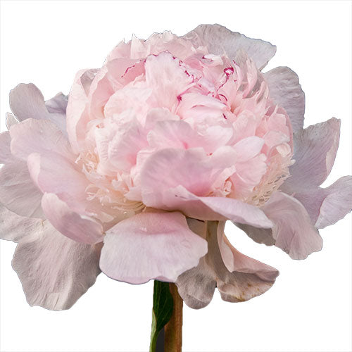 blush pink peony bunch with light pink petals