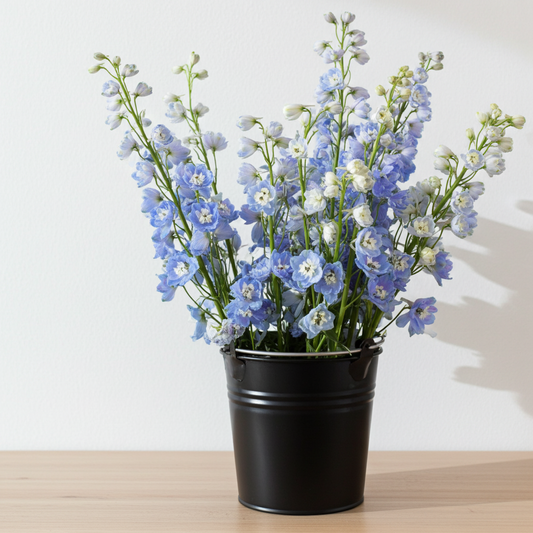 light blue delphinium flower bunch
