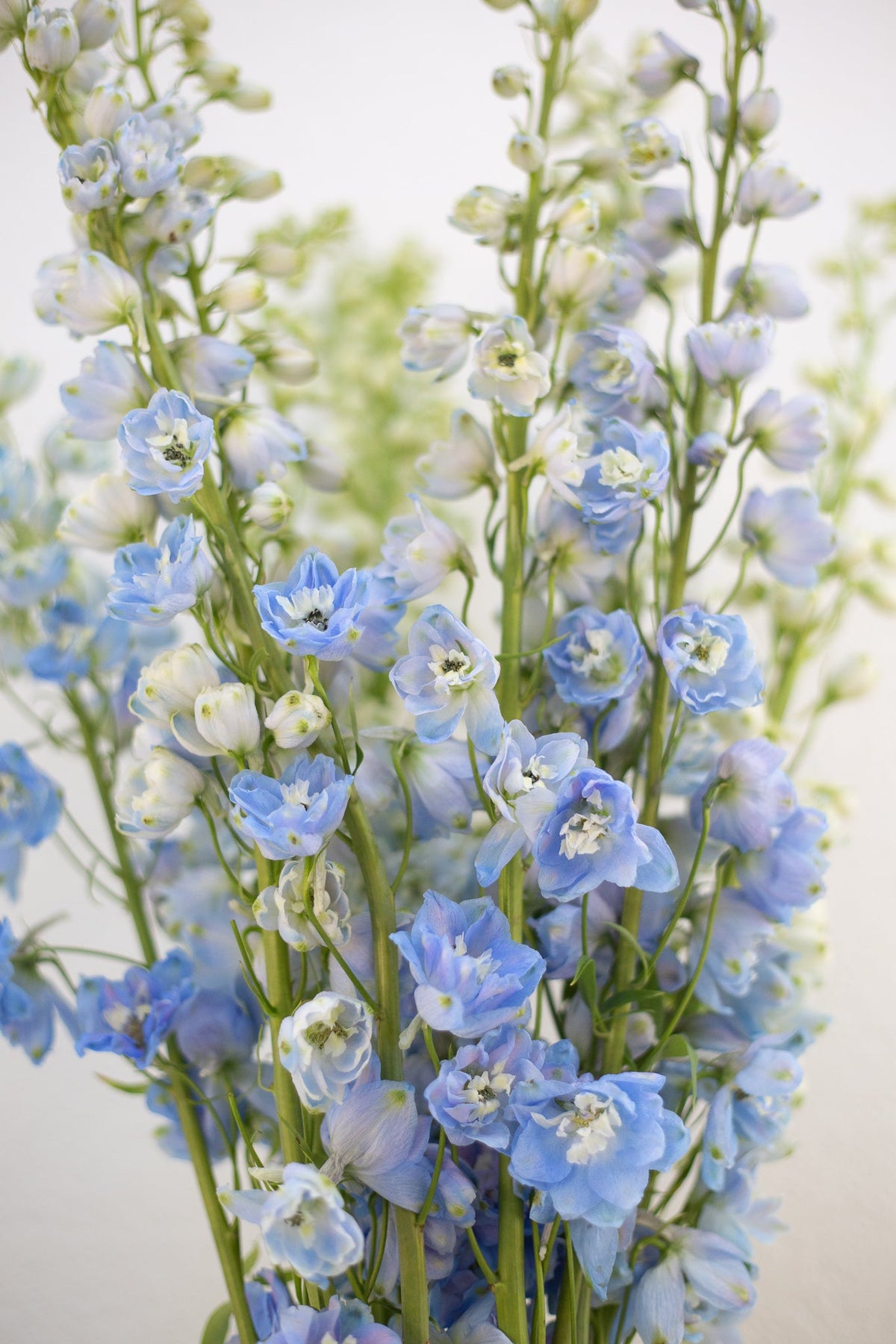 Delphinium light blue fresh cut flower bunch – Gegesflorist