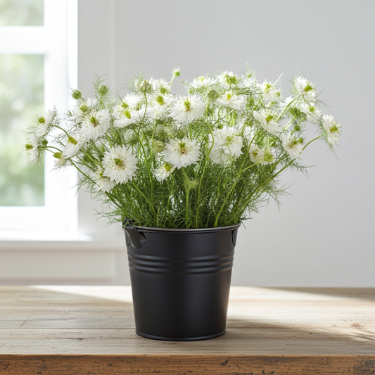 Nigella white bulk filler flowers fresh cut stems – Gegesflorist
