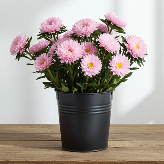 Pink aster fresh bulk flower bunch – Gegesflorist