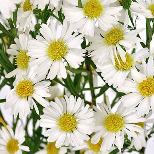 White Aster bouquet in a vase