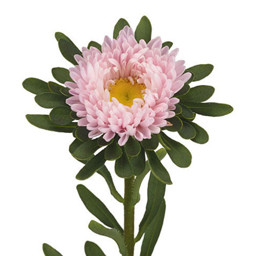 pink aster flowers in a fresh bulk bunch