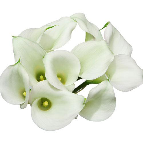 mini white calla lily bunch 10 stems fresh cut flowers