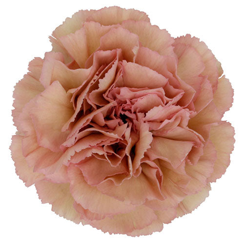 Creola antique pink carnation fresh cut stems – Gegesflorist