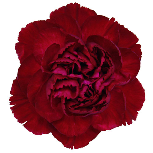 Crimson Tempo burgundy red carnation bulk stems – Gegesflorist