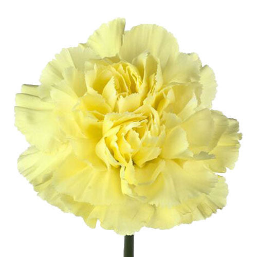 Fresh yellow carnation bulk stems for events – Gegesflorist