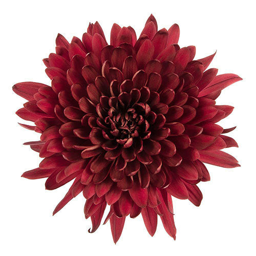 burgundy chrysanthemum bunch of 8 fresh cut stems