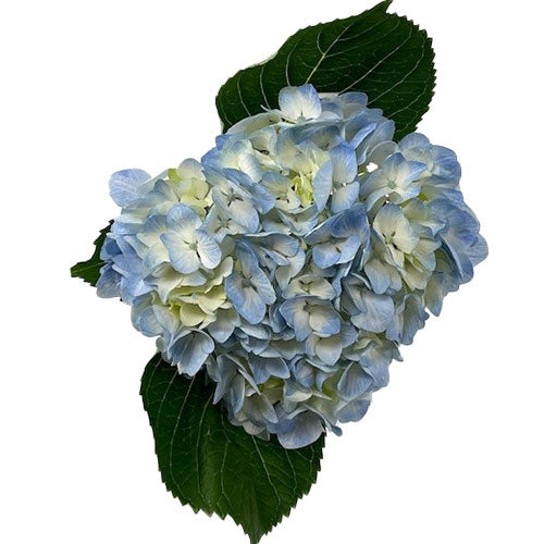 light blue hydrangea bulk flowers