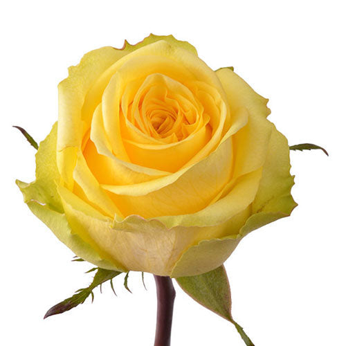 Yellow rose 25 stem bulk bunch fresh cut – Gegesflorist