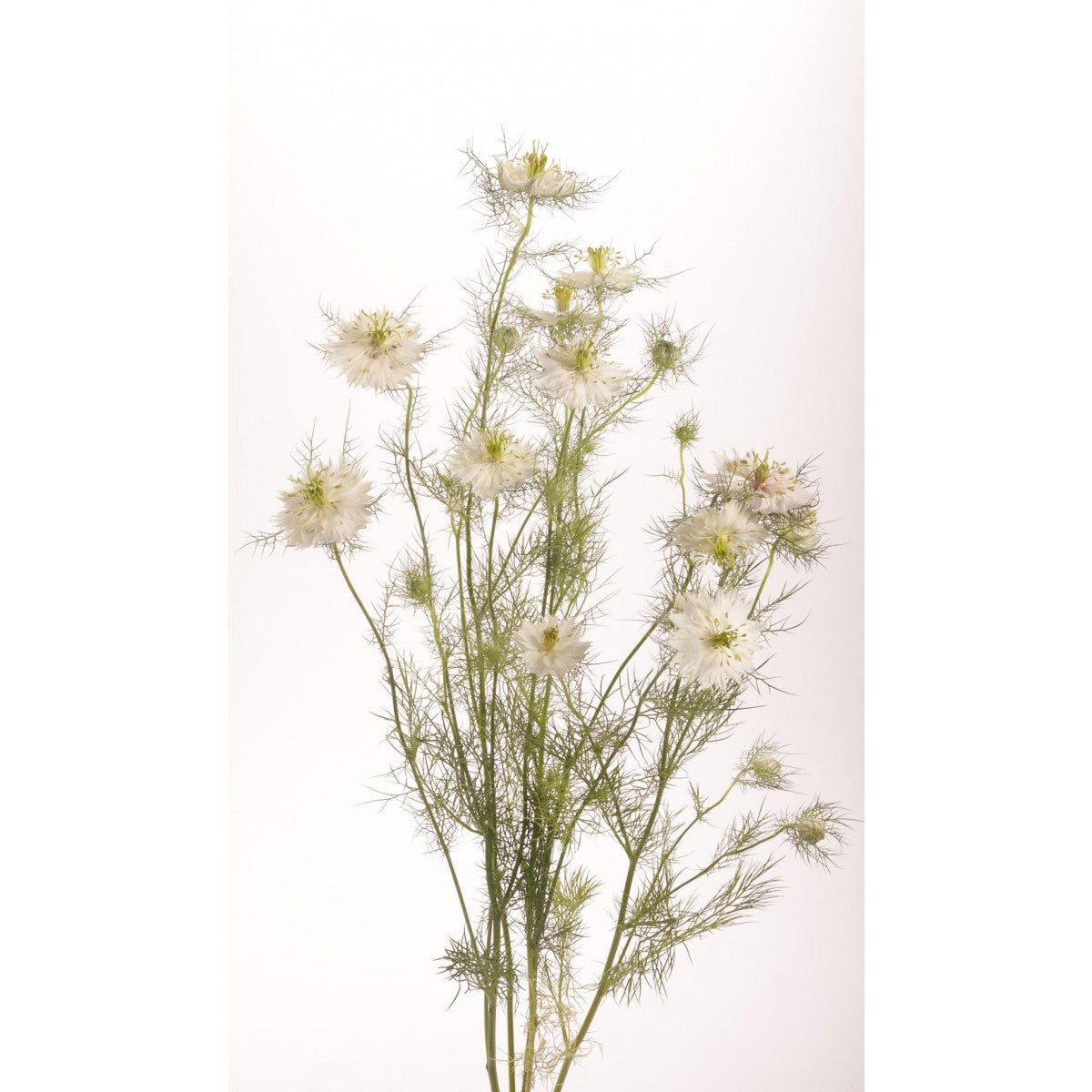 Nigella White bulk flowers with multiple white blooms on stems