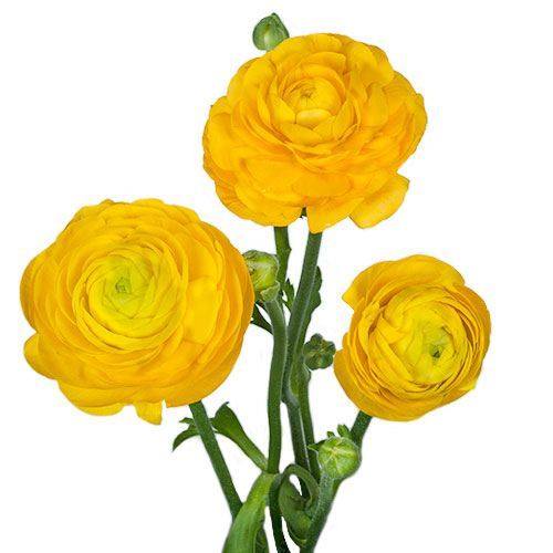fresh yellow ranunculus bunch of 10 stems